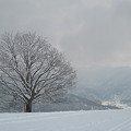 写真: 冬樹