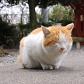 東首塚の猫(4)