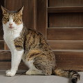 写真: 桑名城の猫(22)