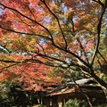 写真: 東京都庭園美術館へきております〜