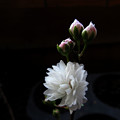 写真: 庭桜