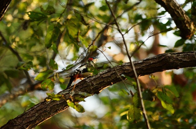 写真: 横枝にとまるアカゲラ　でも尾羽で枝を支えてる(^_^;)