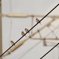 写真: 宇都宮貨物（タ）線路脇の電線にスズメ4羽