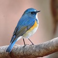 写真: 凛々しく青い鳥