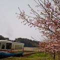 写真: 桜咲く中根駅ミキ300-103発車