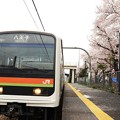 桜咲く八高線金子駅
