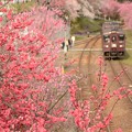 写真: 花桃色の駅