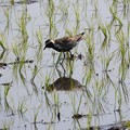 写真: 水田で餌を探すムナグロ