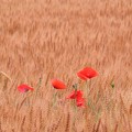 写真: 色づく麦と赤い花