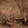 写真: 薄暗い林の枯れ枝にミヤマホオジロ（♂）