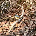 写真: 陽のあたる林間の落ち枝に青い鳥