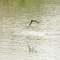 写真: 水面から飛び立つツバメ
