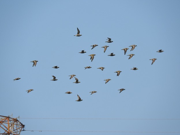 写真: 飛翔ムナグロの群れ