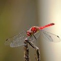 写真: 透明な翅と全身真っ赤なナツアカネ
