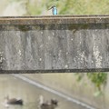 立体交差下の水路を見詰めるカワセミ
