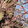 Photos: 咲き始めた寒紅梅