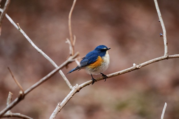 写真: 冬の青い鳥♪