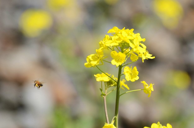 Photos: 菜の花とミツバチ