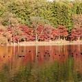 写真: 井頭公園ボート池の紅葉