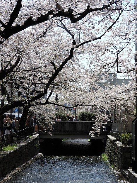 写真: 京都四条木屋町高瀬川の桜
