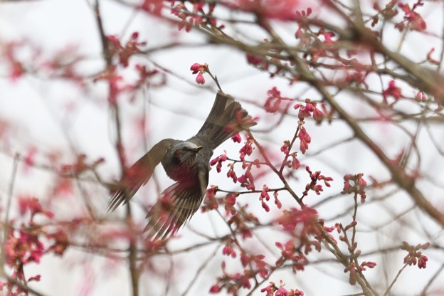 写真: 咲く花のなか飛び立つヒヨドリ