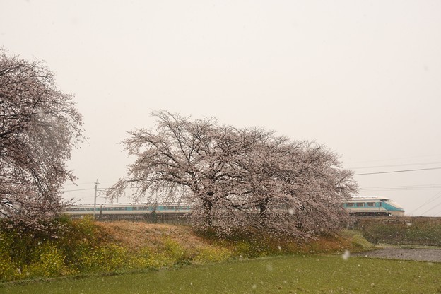 写真: 桜・菜の花・なごり雪・スペーシア