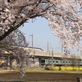 桜と菜の花咲く宇都宮線・東北新幹線