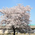 一本桜とE5系