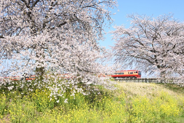写真: 桜と菜の花の思川橋梁を行く赤い特急きぬがわ号