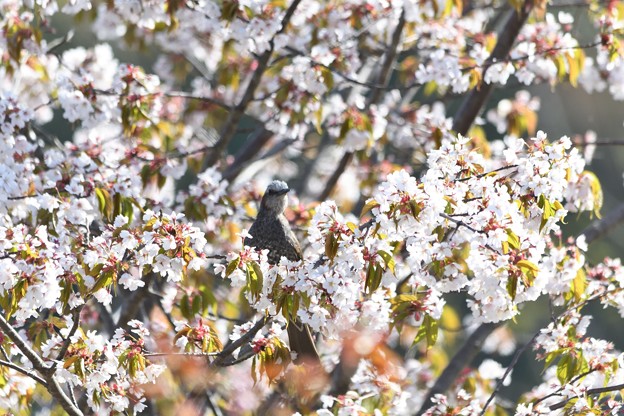 写真: 満開の桜花にヒヨドリ