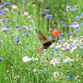 写真: お花畑を飛ぶスズメ