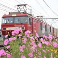 秋桜の宇都宮線を行く金太郎貨物列車