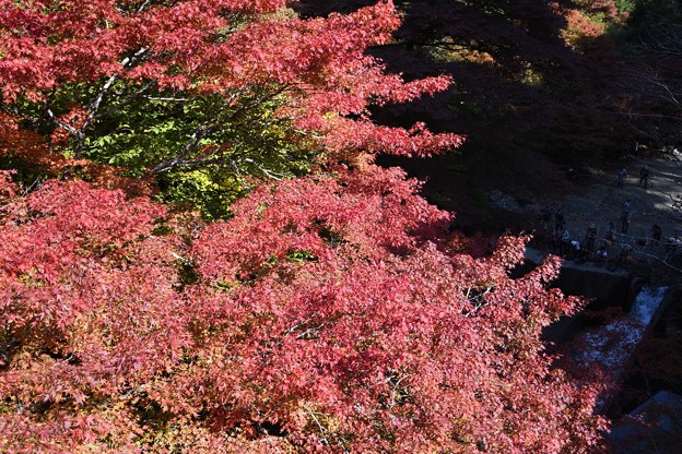 写真: 紅葉の大芦渓谷