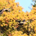 Photos: 黄葉の林を飛ぶ