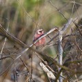 Photos: 藪のなかに赤い鳥