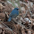 落ち葉に青い鳥