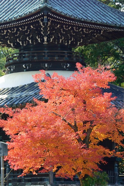 写真: 京都の秋の風景