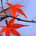 写真: 紅葉の色香