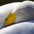 写真: 白鳥の眠り
