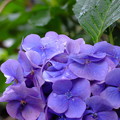 みろく庵前の紫陽花
