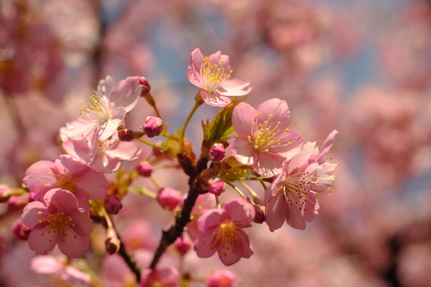 写真: 植物園の河津桜