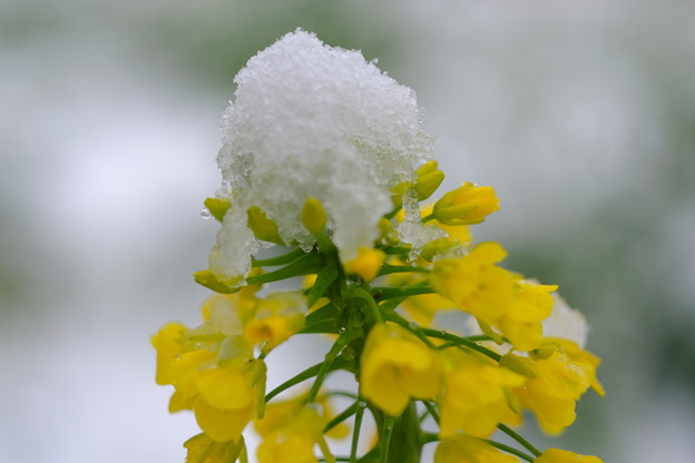 写真: 雪と菜の花