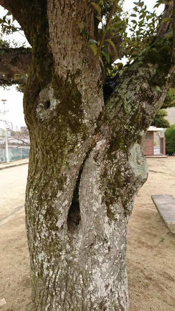 ムンクのあれっぽい木
