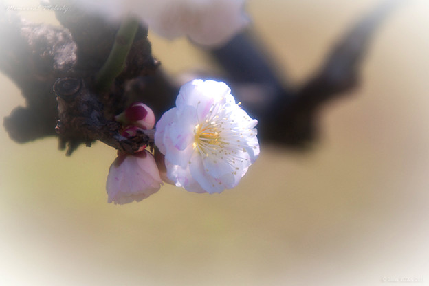 写真: 梅の花 想いのまま01_浜離宮恩賜庭園