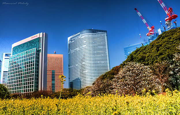写真: 都会の菜の花畑 HDR（ハイダイナミックレンジ）写真