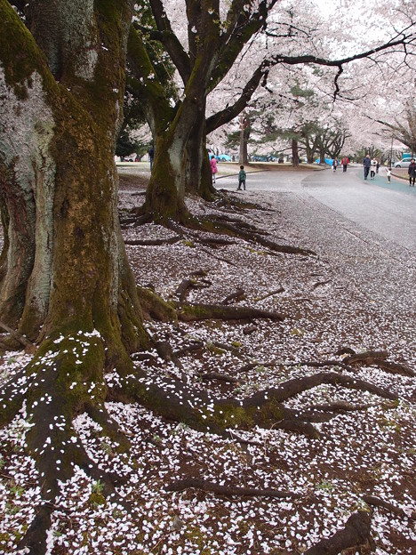 写真: 満面の桜の落ち花から浮き出た逞しい根