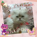 写真: 白猫ユキポンとお花見