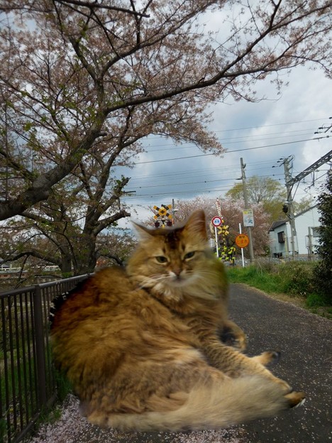 写真: 桜並木の猫のプリンちゃん♪