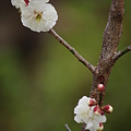 写真: 京王百草園の梅その１