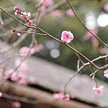 写真: 京王百草園の梅その２